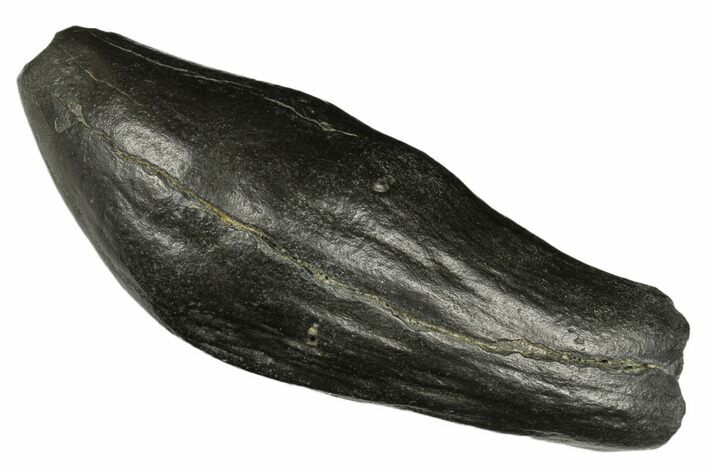 Fossil Sperm Whale (Scaldicetus) Tooth - South Carolina #176144